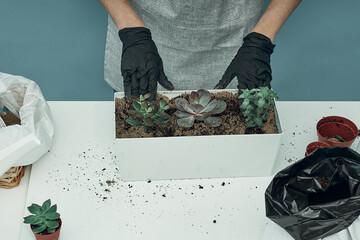 The girl plants indoor plants and flowers in soil and pots. Plant care and maintenance. Hobby.