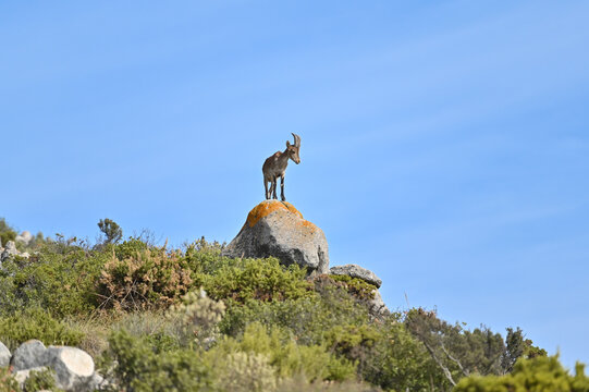 Cabra mont&eacute;s sobre una roca en las monta&ntilde;as de Benalm&aacute;dena