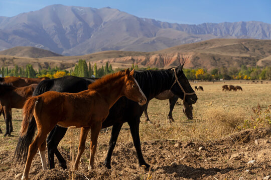 Foal and horse in the foothills. A herd of mountain horses. Autumn landscape of the foothills of Kazakhstan. Mountains in the background. Mountain horse pasture. Dried grass. The beauty of free horses