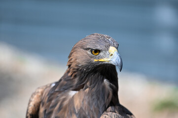 Golden eagle look one side