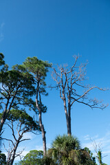 Landscape of Honeymoon Island State Park in Florida