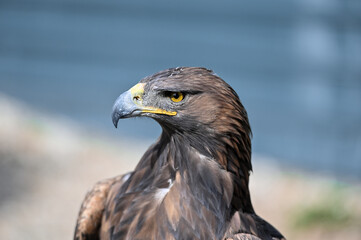 Golden eagle look one side