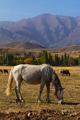 Obraz premium The white mountain horse is grazing. A herd of horses in a mountain pasture. Autumn landscape of the foothills of Kazakhstan. Mountains in the background. Blue sky, dried grass, beauty of free horses