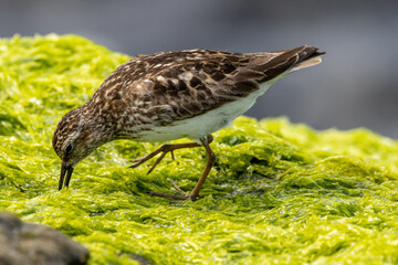A Least Sandpiper