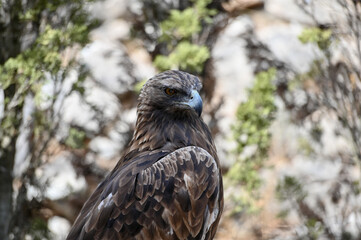 Imperial eagle look one side