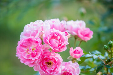 Beautiful pink roses flower in the garden