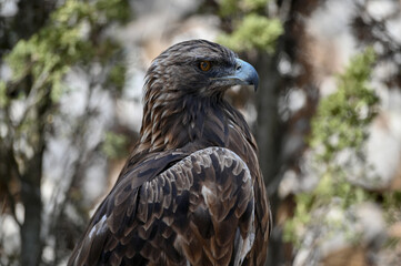 Imperial eagle look one side