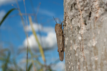 la locusta su un albero si riscalda al sole autunnale