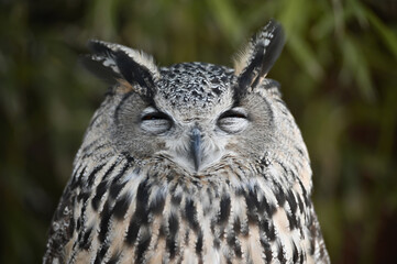 Owl perched on a tree