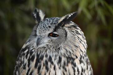 Owl look a side on the branch