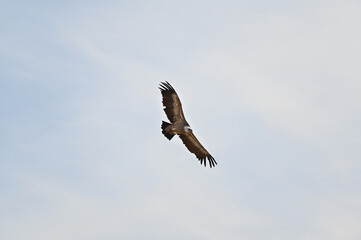  Griffon vulture flying