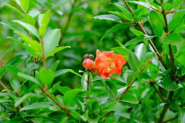 赤い花にとまるハエトリグモ