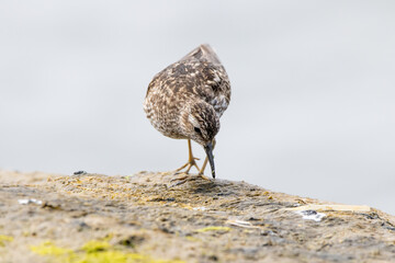 A least Sandpiper