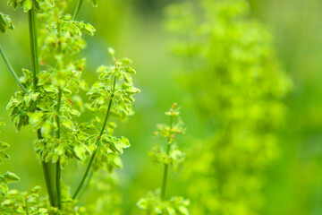Green plant background - foliage of horse sorrel