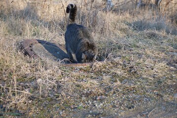 Katze tritt in einen offenen Gulli