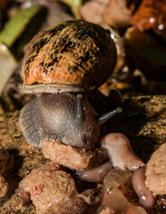 Snail