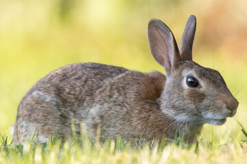 Wild Rabbit in the Grass