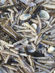 Coquillages et couteaux sur sable de plage en gros plan