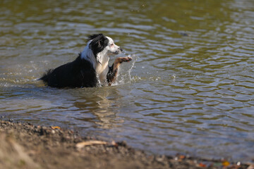 Australian Shepherd am See