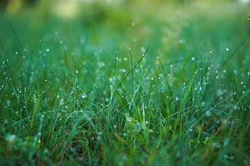 Green morning grass with dew drops