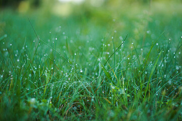 Green morning grass with dew drops