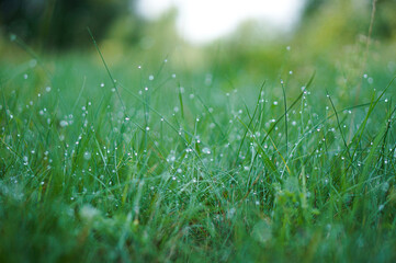 Fototapeta premium Green morning grass with dew drops