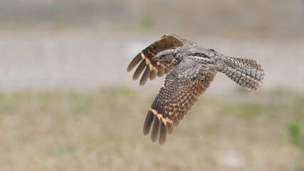 Atajacamino ñañarca, Systellura longirostris