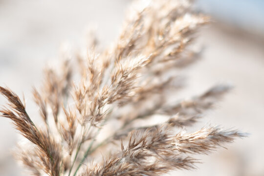 Soft Beige Beach Reed Background