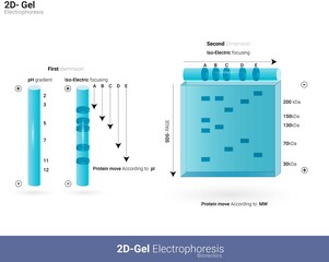 Diagrammatic representation of 2D gel electrophoresis. Analysis of protein by gel electrophoresis. Two-dimensional gel electrophoresis. isoelectric focusing and SDS PAGE. Separation of protein-based 