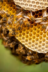Colony of wild Apis Mellifera Carnica or Western Honey Bees on layers of honeycomb with out of focus green background