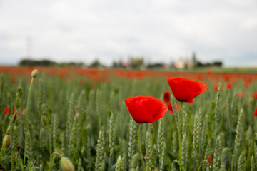 Common poppy flower being blown by wind in a field of wheat during a cloudy day. papaver rhoeas
