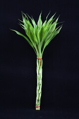 lucky bamboo , Dracaena