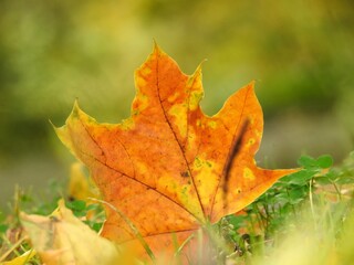 Beautiful landscape of autumn leaves in nature close up