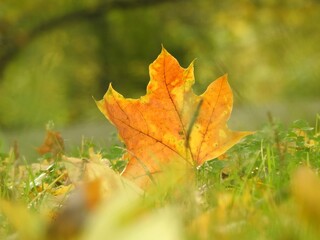 Beautiful landscape of autumn leaves in nature close up
