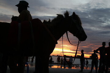 A horse waiting for his last passenger