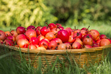 Basket of crab apples on grass