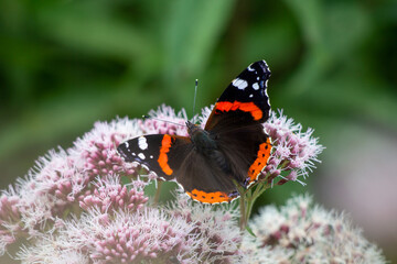 Black and orange butterfly (Vanessa atalanta)
