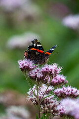 Red admiral (Vanessa atalanta)