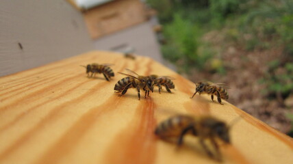Abeilles sur un toit de ruche