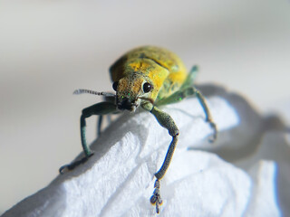 Phyllobius argentatus (short-nosed weevil) on tissue