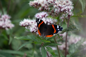 Red admiral butterfly on flower