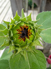 The bud has grown nicely and soon it will begin to open as this sunflower begins the flowering stage of its growth. Next will come the pollination stage. Bokeh effect.