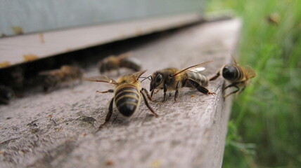  Abeilles noire &agrave; l'entr&eacute;e de ruche
