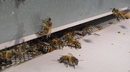 Activités de la ruche : gardiennes en action, abeille en vol d'approche, au décollage, 