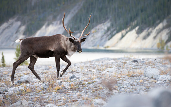 Mountain caribou © Jillian