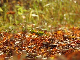 Beautiful landscape of autumn leaves in nature close up