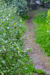 Obraz premium Close up shot of some wet leaves