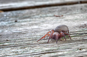 A macro of a spider on wooden table. Horizontal view