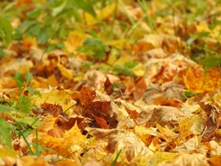 Beautiful landscape of autumn leaves in nature close up
