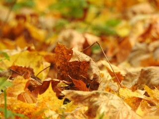 Beautiful landscape of autumn leaves in nature close up